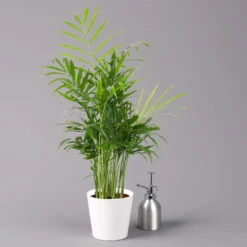 Bergpalme Mit Keramiktopf Dallas Weiß, Topf-Ø 12 Cm, Höhe Ca. 30 Cm, 3er-Set -Die grüne Ecke 0222100020 Chamaedorea elegans Dallas weiss 3