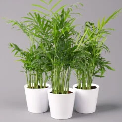 Bergpalme Mit Keramiktopf Dallas Weiß, Topf-Ø 12 Cm, Höhe Ca. 30 Cm, 3er-Set