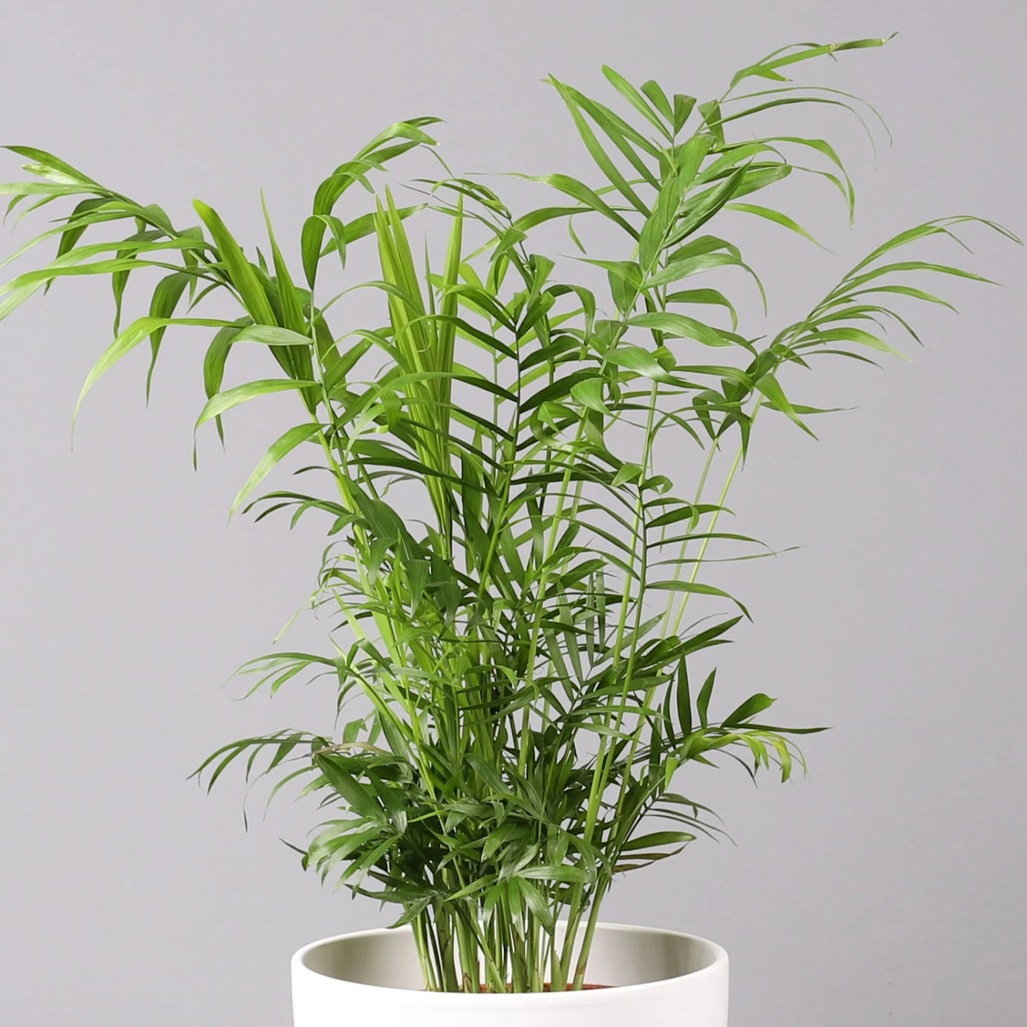 Bergpalme In Topf Tusca, Topf-Ø 17 Cm, Höhe Ca. 60 Cm 4 Bergpalme In Topf Tusca, Topf-Ø 17 Cm, Höhe Ca. 60 Cm – Bild 2