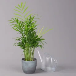 Bergpalme Mit Keramiktopf Bergamo Grau, Topf-Ø 12 Cm, Höhe Ca. 40 Cm -Die grüne Ecke 0222100039 Chamaedorea eleg in Uebertopf Bergamo grau 3