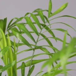 Bergpalme Mit Keramiktopf Bergamo Grau, Topf-Ø 12 Cm, Höhe Ca. 40 Cm -Die grüne Ecke 0222100039 Chamaedorea eleg in Uebertopf Bergamo grau 4