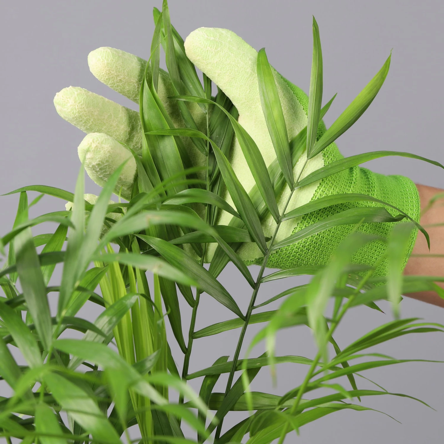 Bergpalme Mit Übertopf Vibes Blau, Topf-Ø 12 Cm, Höhe Ca. 30 Cm, 2er-Set 4 Bergpalme Mit Übertopf Vibes Blau, Topf-Ø 12 Cm, Höhe Ca. 30 Cm, 2er-Set – Bild 2