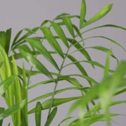 Bergpalme Mit Übertopf Vibes Blau, Topf-Ø 12 Cm, Höhe Ca. 30 Cm, 2er-Set 11 Bergpalme Mit Übertopf Vibes Blau, Topf-Ø 12 Cm, Höhe Ca. 30 Cm, 2er-Set -Die grüne Ecke 0222100053 0222100054 0222100055 Chamaedorea elegans 124824