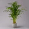 Goldfruchtpalme, Topf-Ø 21 Cm, Höhe Ca. 100 Cm -Die grüne Ecke 0222200021 Dypsis lutescens Areca T21 1