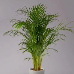 Goldfruchtpalme, Topf-Ø 21 Cm, Höhe Ca. 100 Cm -Die grüne Ecke 0222200021 Dypsis lutescens Areca T21 2