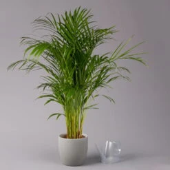 Goldfruchtpalme, Topf-Ø 21 Cm, Höhe Ca. 100 Cm -Die grüne Ecke 0222200021 Dypsis lutescens Areca T21 3