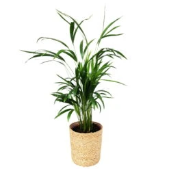 Goldfruchtpalme In Korb Maki, Topf-Ø 17 Cm, Höhe Ca. 40-60 Cm -Die grüne Ecke 0222200023 Dypsis lutescens Areca in Dekokorb