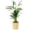 Goldfruchtpalme In Korb Maki, Topf-Ø 17 Cm, Höhe Ca. 40-60 Cm -Die grüne Ecke 0222200023 Dypsis lutescens Areca in Dekokorb 1