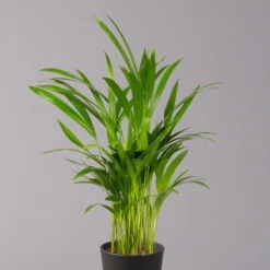 Goldfruchtpalme In Keramiktopf Anthrazit, Topf-Ø 13 Cm, H: Ca. 20-30 Cm, 3er-Set -Die grüne Ecke 0222200027 Dypsis lutes Dallas anthrazit 3er Set 22