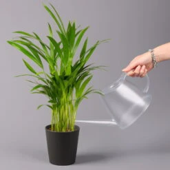 Goldfruchtpalme In Keramiktopf Anthrazit, Topf-Ø 13 Cm, H: Ca. 20-30 Cm, 3er-Set -Die grüne Ecke 0222200027 Dypsis lutes Dallas anthrazit 3er Set 32