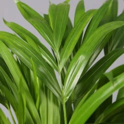 Goldfruchtpalme In Keramiktopf Anthrazit, Topf-Ø 13 Cm, H: Ca. 20-30 Cm, 3er-Set -Die grüne Ecke 0222200027 Dypsis lutes Dallas anthrazit 3er Set 42