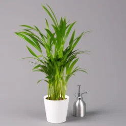 Goldfruchtpalme In Keramiktopf Weiß, Topf-Ø 13 Cm, Höhe Ca. 20-30 Cm, 3er-Set -Die grüne Ecke 0222200028 Dypsis lutescens Dalls weiss 3er Set 32