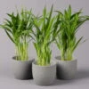 Goldfruchtpalme, Topf-Ø 13 Cm, Höhe Ca. 20-30 Cm, 3er-Set -Die grüne Ecke 0222200036 Dypsis lutescens Areca T13 3er Set 1