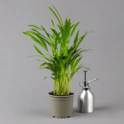 Goldfruchtpalme In Übertopf Vibes Weiß, Topf-Ø 13 Cm, Höhe Ca. 20-30 Cm, 2er-Set -Die grüne Ecke 0222200053 0222200054 0222200055 0222200056 Dypsis lutescens 1 124872 2