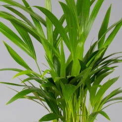 Goldfruchtpalme In Übertopf Vibes Weiß, Topf-Ø 13 Cm, Höhe Ca. 20-30 Cm, 2er-Set -Die grüne Ecke 0222200053 0222200054 0222200055 0222200056 Dypsis lutescens 124873 2