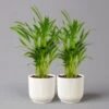 Goldfruchtpalme In Übertopf Vibes Weiß, Topf-Ø 13 Cm, Höhe Ca. 20-30 Cm, 2er-Set -Die grüne Ecke 0222200053 Dypsis lutescens in uebertopf weiss 2er Set Elho Vibes 1 124871