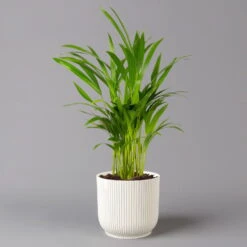 Goldfruchtpalme In Übertopf Vibes Weiß, Topf-Ø 13 Cm, Höhe Ca. 20-30 Cm, 2er-Set -Die grüne Ecke 0222200053 Dypsis lutescens in uebertopf weiss 2er Set Elho Vibes 124874