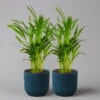 Goldfruchtpalme In Übertopf Vibes Blau, Topf-Ø 13 Cm, Höhe Ca. 20-30 Cm, 2er-Set -Die grüne Ecke 0222200054 Dypsis lutescens in uebertopf blau 2er Set elho Vibes 124875