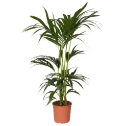 Kentiapalme, Topf-Ø 18-20 Cm, Höhe Ca. 80-110 Cm -Die grüne Ecke 0222300020 Howea Palme Kentia Adp Suedware 2