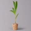 Kokospalme In Korb Gaby, Topf-Ø 19 Cm, Höhe Ca. 80-110 Cm -Die grüne Ecke 0222900049 Cocos nucifera im Dekokorb Gaby T19WS 1 123762