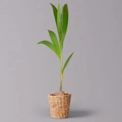 Kokospalme In Korb Gaby, Topf-Ø 19 Cm, Höhe Ca. 80-110 Cm