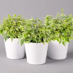 Birkenfeige 'Kinky' In Keramiktopf Weiß, Topf-Ø 12 Cm, Höhe Ca. 25 Cm, 3er-Set -Die grüne Ecke 0223100065 Ficus benj Kinky Dallas weiss 3er Set2 108731