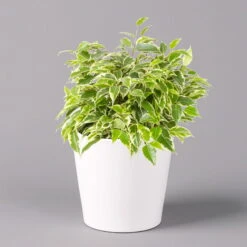 Birkenfeige 'Kinky' In Keramiktopf Weiß, Topf-Ø 12 Cm, Höhe Ca. 25 Cm, 3er-Set -Die grüne Ecke 0223100065 Ficus benj Kinky Dallas weiss 1 108732