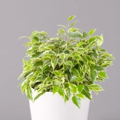 Birkenfeige 'Kinky' In Keramiktopf Weiß, Topf-Ø 12 Cm, Höhe Ca. 25 Cm, 3er-Set -Die grüne Ecke 0223100065 Ficus benj Kinky Dallas weiss 2 108733