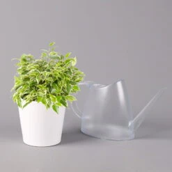 Birkenfeige 'Kinky' In Keramiktopf Weiß, Topf-Ø 12 Cm, Höhe Ca. 25 Cm, 3er-Set -Die grüne Ecke 0223100065 Ficus benj Kinky Dallas weiss 3 108734