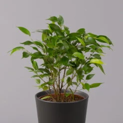 Birkenfeige 'Natasja' In Übertopf Anthrazit, Topf 12cmØ, Höhe Ca. 25cm, 3er-Set -Die grüne Ecke 0223100074 Ficus benj Natasja im Topf Dallas anth 2 108501