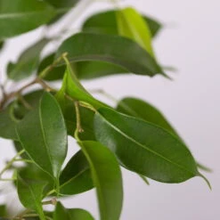 Birkenfeige 'Natasja' Inkl. Übertopf Weiß, Topf 12cmØ, Höhe Ca. 25cm, 3er-Set -Die grüne Ecke 0223100075 Ficus benj Natasja im Topf Dallas weiss 4