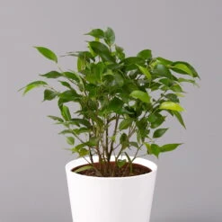 Birkenfeige 'Natasja' Inkl. Übertopf Weiß, Topf-Ø 12 Cm, Höhe Ca. 25 Cm, 2er-Set -Die grüne Ecke 0223100079 Ficus benj Natasja im Topf Dallas weiss 2