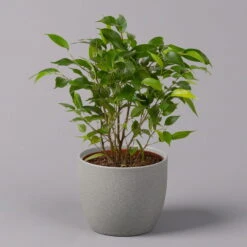 Birkenfeige 'Natasja', Topf 12 Cm Ø, Höhe Ca. 25cm, 3er-Set -Die grüne Ecke 0223100086 Ficus benj Natasja 3er Set 12cm WS 12