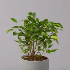 Birkenfeige 'Natasja', Topf 12 Cm Ø, Höhe Ca. 25cm, 3er-Set -Die grüne Ecke 0223100086 Ficus benj Natasja 3er Set 12cm WS 22