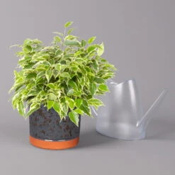 Birkenfeige 'Kinky' In Keramiktopf Lauren Blau, Topf-Ø 12 Cm, Höhe Ca. 26 Cm -Die grüne Ecke 0223100090 Ficus benj Kinky in Uebertopf Lauren blau 3