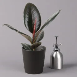 Gummibaum 'Robusta' In Topf Anthrazit, Topf-Ø 12 Cm, Höhe Ca. 40-45cm, 3er-Set -Die grüne Ecke 0223200061 Ficus el Robusta Dallas anthrazit 3er Set 32