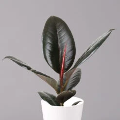 Gummibaum 'Robusta' In Topf Weiß, Topf-Ø 12 Cm, Höhe Ca. 40-45 Cm, 2er-Set -Die grüne Ecke 0223200073 Ficus el Robusta Dallas weiss 2