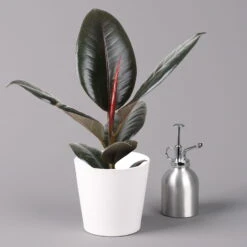 Gummibaum 'Robusta' In Topf Weiß, Topf-Ø 12 Cm, Höhe Ca. 40-45 Cm, 2er-Set -Die grüne Ecke 0223200073 Ficus el Robusta Dallas weiss 3