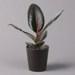 Gummibaum 'Robusta' In Topf Anthrazit, Topf-Ø 12cm, Höhe Ca. 40-45 Cm, 2er-Set -Die grüne Ecke 0223200077 Ficus el Robusta Dallas anthrazit 1