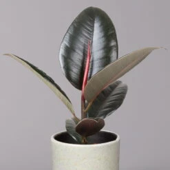 Gummibaum 'Robusta' In Keramiktopf Lauren Grün, Topf-Ø 12 Cm, Höhe Ca. 40 Cm -Die grüne Ecke 0223200094 Ficus el Robusta in Uebertopf Lauren gruen 2
