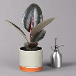 Gummibaum 'Robusta' In Keramiktopf Lauren Grün, Topf-Ø 12 Cm, Höhe Ca. 40 Cm -Die grüne Ecke 0223200094 Ficus el Robusta in Uebertopf Lauren gruen 3