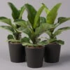 Geigenfeige 'Bambino'', Topf-Ø 12cm, Mit Übertopf Dallas Anthrazit, 3er-Set -Die grüne Ecke 0223300040 Ficus lyr Bambino im Topf Dallas anthr 3er Set2