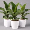 Geigenfeige 'Bambino', Topf-Ø 12 Cm, Mit Übertopf Weiß, Höhe Ca. 30 Cm, 3er-Set -Die grüne Ecke 0223300041 Ficus lyr Bambino im Topf Dallas weiss 3er Set2