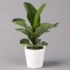 Geigenfeige 'Bambino', Topf-Ø 12 Cm, Mit Übertopf Dallas Weiß, Höhe Ca.30 Cm -Die grüne Ecke 0223300043 Ficus lyr Bambino im Topf Dallas weiss 1