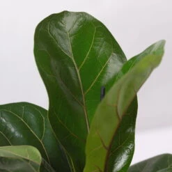 Geigenfeige 'Bambino', Topf-Ø 12 Cm, Mit Übertopf Dallas Weiß, Höhe Ca.30 Cm -Die grüne Ecke 0223300043 Ficus lyr Bambino im Topf Dallas weiss 4
