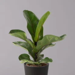 Geigenfeige 'Bambino'', Topf-Ø 12cm, Mit Übertopf Dallas Anthrazit, 2er-Set -Die grüne Ecke 0223300044 Ficus lyr Bambino im Topf Dallas anthr 2