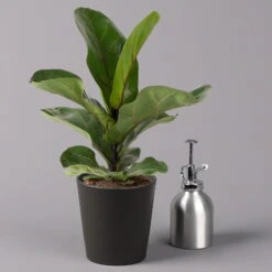 Geigenfeige 'Bambino'', Topf-Ø 12cm, Mit Übertopf Dallas Anthrazit, 2er-Set -Die grüne Ecke 0223300044 Ficus lyr Bambino im Topf Dallas anthr 3