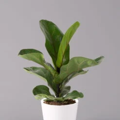 Geigenfeige 'Bambino', Topf-Ø 12 Cm, Mit Übertopf Weiß, Höhe Ca. 30 Cm, 2er-Set -Die grüne Ecke 0223300045 Ficus lyr Bambino im Topf Dallas weiss 2
