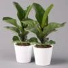 Geigenfeige 'Bambino', Topf-Ø 12 Cm, Mit Übertopf Weiß, Höhe Ca. 30 Cm, 2er-Set -Die grüne Ecke 0223300045 Ficus lyr Bambino im Topf Dallas weiss 2er Set2