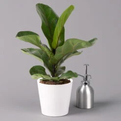 Geigenfeige 'Bambino', Topf-Ø 12 Cm, Mit Übertopf Weiß, Höhe Ca. 30 Cm, 2er-Set -Die grüne Ecke 0223300045 Ficus lyr Bambino im Topf Dallas weiss 3